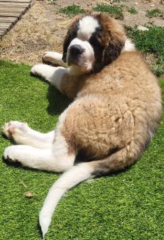 Baloo, Saint Bernard