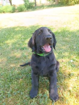Grace, Flat-Coated Retriever
