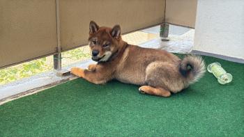 Eika, Shiba