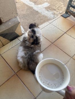 Petit, ShihTzu