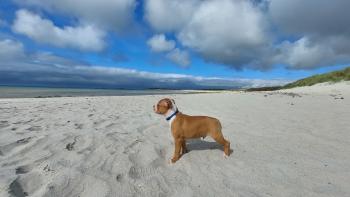 Bounty, Staffordshire Bullterrier