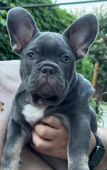 Theo, Französische Bulldogge