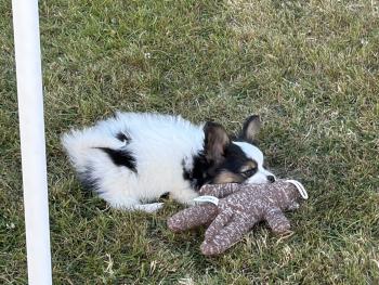 Rocco, Papillon