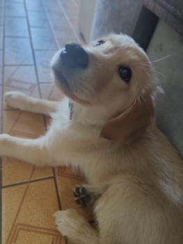 Socks, Golden Retriever