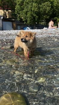 Biscoff, Eurasier