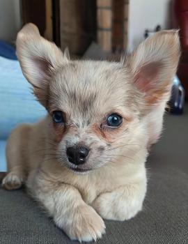 Bao, Chihuahua