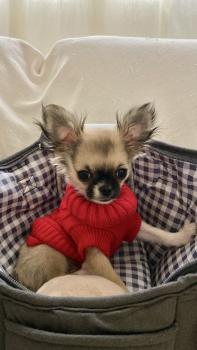Yoda, Chihuahua