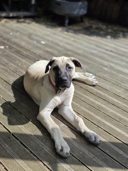 Nala, Dogo Canario