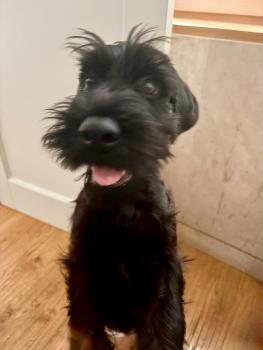 Gina, Schnauzer