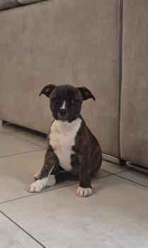 Bora, Staffordshire Bull Terrier
