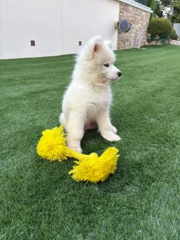 Yuki, Samoyede