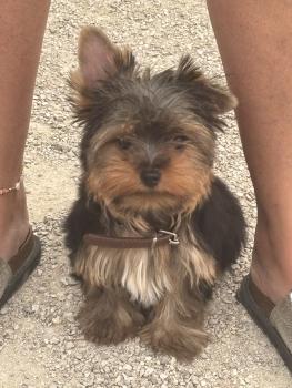 Baloo, Yorkshire Terrier