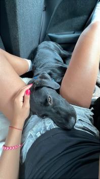 Bang, Labrador