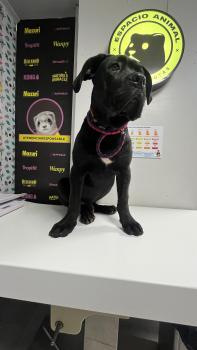 ARGO, Cane Corso