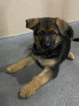 Petúnia, Berger Allemand