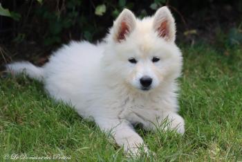BALTO, Pastore Svizzero Bianco