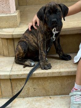Bruce, Cane Corso