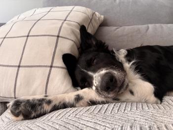 Zero, Border Collie