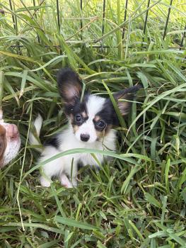 Kepler, Papillon
