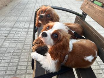 Ceo, Cavalier King Charles