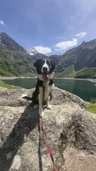 Akis, Border Collie