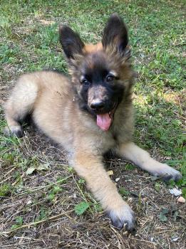 Brownie, Tervuren Belge