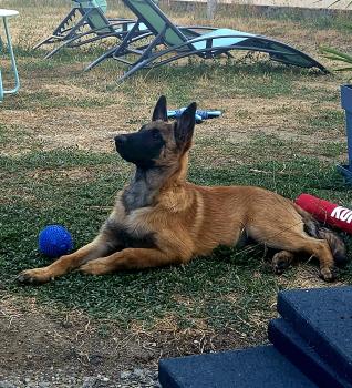 Bucky, Berger Belge