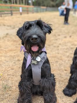 Arnold, Schnauzer Géant