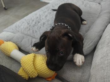 Lilly, Staffordshire Bull Terrier