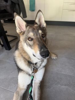 Loki, Perro lobo checoslovaco