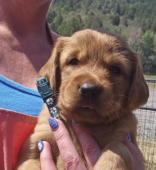 Niko, Golden Retriever