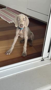 Bob, Weimar Shorthaired Pointer