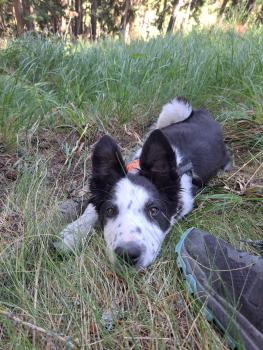 Blue, Border Collie