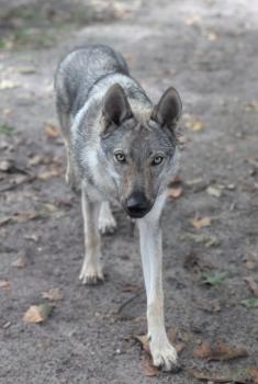 Vala, Cão-lobo-checoslovaco