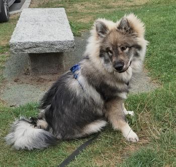 MAÏKO, Eurasier