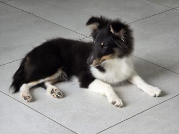 Benji, Pastor-de-shetland