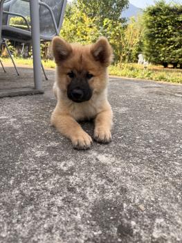 Birdy, Eurasier