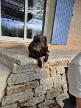 falco, Labrador