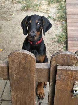 Borna, Dobermann