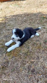 BIGUINE, Bearded Collie
