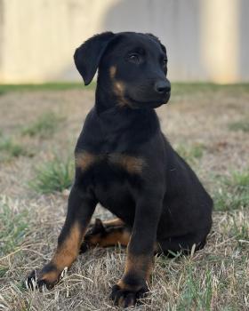 Buffy, Beauceron Beauce Shepherd