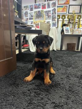 Maia, Rottweiler