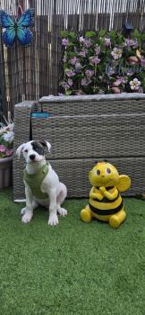 Lola, Bouledogue Americain