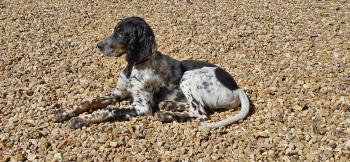 Bart, English Setter