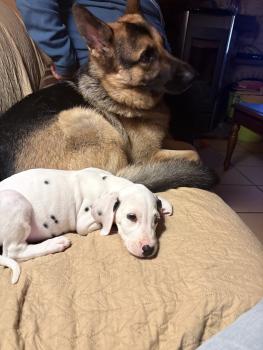 Domino, Dálmata
