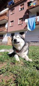 Galan, Malamute
