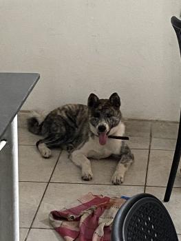 Rayka, Akita Inu