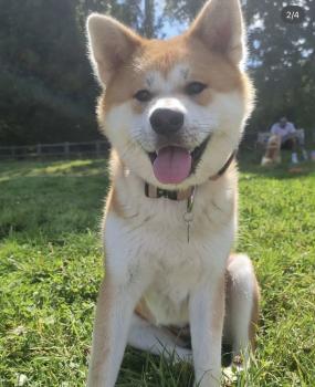 Ahri, Akita Inu