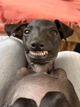 BANZAI, Italian Hound