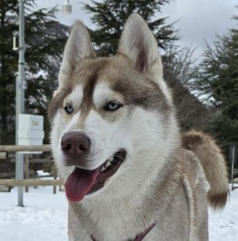 FREYA, Siberian Husky